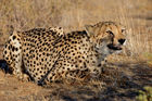 Ein Gepard in der namibischen Kalahari. In Namibia lebt ein Drittel der weltweiten Gepard-Population. A jeetha in the namibian Kalahari - where one third of the world jettha population is living. 