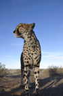 Gepard in der namibischen Kalahari. Rund 3000 Geparde leben im Land. Damit beherbergt Namibia rund ein Drittel der weltweiten Geparden-Population. A Jeetha in the namibian Kalahari, where one third of the world population is living. 