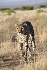 In Namibia gibt es die meisten Leoparden auf der Welt. Rund ein Drittel der vom Aussterben bedrohten Spezies lebt hier. 