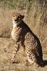 In Namibia gibt es die meisten Leoparden auf der Welt. Rund ein Drittel der vom Aussterben bedrohten Spezies lebt hier. 