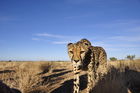 In Namibia gibt es die meisten Leoparden auf der Welt. Rund ein Drittel der vom Aussterben bedrohten Spezies lebt hier. 