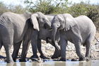 Elefanten am Wasserloch im Etosha Nationalpark