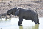 Ein Elefant drinkt bis zu 200 Liter Wasser pro Tag und schlürft dieses am Wasserloch im Etosha Nationalpark