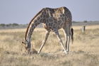 Der Etosha Nationalpark ist einer der ältesten Natur- und Tierschutzgebiete der Welt und wurde 1903 gegründet. 