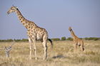 Der Etosha Nationalpark ist einer der ältesten Natur- und Tierschutzgebiete der Welt und wurde 1903 gegründet. 