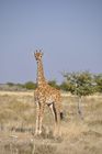 Der Etosha Nationalpark ist einer der ältesten Natur- und Tierschutzgebiete der Welt und wurde 1903 gegründet. 