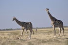 Der Etosha Nationalpark ist einer der ältesten Natur- und Tierschutzgebiete der Welt und wurde 1903 gegründet. 