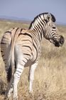 Zebra im Etosha Nationalpark