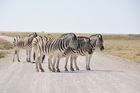 Zebraherde im Etosha Nationalpark