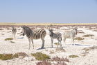 Zebras im Etosha Nationalpark