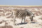 Zebra im Etosha Nationalpark