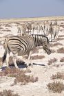 Zebra im Etosha Nationalpark