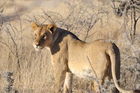 Löwin im Etosha Nationalpark. Lioness in the Etosha Nationalpark