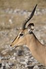 Säbelantilope im Etosha Nationalpark