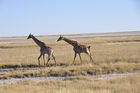 Giraffen  beim Namutomi Camp im Etosha Nationalpark. Girafs at Namutomi Camp in Etosha.