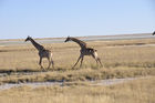 Giraffen  beim Namutomi Camp im Etosha Nationalpark. Girafs at Namutomi Camp in Etosha.