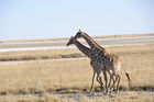 Giraffen  beim Namutomi Camp im Etosha Nationalpark. Girafs at Namutomi Camp in Etosha.