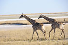 Giraffen beim Namutomi Camp im Etosha Nationalpark. Girafs at Namutomi Camp in Etosha.