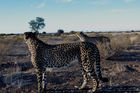 Zwei Geparde in der namibischen Kalahari. In Namibia lebt ein Drittel der weltweiten Gepard-Population. Two jeethas in the namibian Kalahari - where one third of the world jettha population is living.