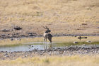 Ein prächtiger Kudu im Etosha Nationalpark. Über 20 Antilopenarten und 114 Säugetierarten sind hier zu sehenA huge Kudu in Etosha Nationalpark. More than 20 different antilopes can be seen here. 