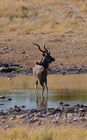 Ein prächtiger Kudu im Etosha Nationalpark. Über 20 Antilopenarten und 114 Säugetierarten sind hier zu sehenA huge Kudu in Etosha Nationalpark. More than 20 different antilopes can be seen here. 