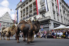 Die Zunft Kämbel defiliert mit ihren drei Kamelen am Zürcher Sechseläuten-Umzug entlang am Paradeplatz vorbei. Three camels joining the traditional Sechseläuten-Parade crossing Zürichs Paradeplatz