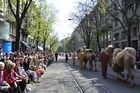 Sechseläuten-Umzug: Die Kamele der Zunft Kambel laufen durch von zehntausenden von Zuschauern gesäumte Bahnhofstrasse. Camels walking through Zürichs Bahnhofstreet at the traditional Sechseläzten-Parade