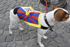 Dieser Hund an der Tibet-Kundgebung auf dem Zürcher Münsterplatz weiss nicht, dass er in politische Konflikte involviert ist.