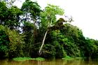 In der gründen Lunge der Erde, der Amazonasregion, verschwindet alle zwei Sekunden ein Stück Wald von der Größe eines Fussballfeldes. 
