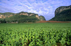 Tabakanbaugebiet Vinales und Pinar del Rio geprägt von der Landwirtschaft und den Feldern der Tabak-Bauern, die hier die weltbesten Zigarren herstellen, tabacco-plantations in Vinales und Pinar del Rio, where cuban farmers are growing the world best cigars