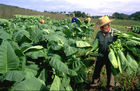 Tabakanbaugebiet Vinales und Pinar del Rio geprägt von der Landwirtschaft und den Feldern der Tabak-Bauern, die hier die weltbesten Zigarren herstellen, tabacco-plantations in Vinales und Pinar del Rio, where cuban farmers are growing the world best cigars