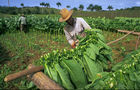 Tabakanbaugebiet Vinales und Pinar del Rio geprägt von der Landwirtschaft und den Feldern der Tabak-Bauern, die hier die weltbesten Zigarren herstellen, tabacco-plantations in Vinales und Pinar del Rio, where cuban farmers are growing the world best cigars