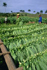 Tabakanbaugebiet Vinales und Pinar del Rio geprägt von der Landwirtschaft und den Feldern der Tabak-Bauern, die hier die weltbesten Zigarren herstellen, tabacco-plantations in Vinales und Pinar del Rio, where cuban farmers are growing the world best cigars