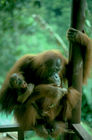 Orang Utan Mutter mit Baby in der Auswilderungsstation Sepilok auf Sabah. Orang Utan mother with baby in the reha-center in sepilok, Sabah, Borneo