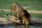 Der König der Wildnis, ein prächtiger, ausgewachsener Löwe an der Tränke beim Wasserloch im Shamwari Game Reserve von Mantis Collection, einem weltweit mehrfach ausgezeichneten Privat Game Reserve in Südafrika