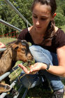 Kinder lieben Tiere und viele freuen sich auf einen Urlaub auf dem Bauernhof. Sie lernen viel über die Natur, die Tiere und die Arbeit der Bauern, children love holidays on a farm and they will learn a lot about the work of the farmers, the nature and the animals