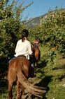 Reiter beim Ausritt durch die Pfirsich-Plantagen im Unterwallis, Horse-riders riding through the plantations of the valley of Wallis