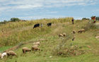 Schafzucht, Viehweiden, Anden-Bergbauern, mountain-farmer and sheep-farmers in the andines 