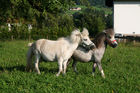 (C)fotodienst/Julia Fuchs, 19.8.2009; Gnadenhof Riefensberg Vorarlberg, geführt von Rudi Längle, Am Bild: Rudi Längle