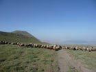 Die osttürkische Region rund um den Van-See soll mit massiven Investitionen in die touristische Infrastruktur fit für die Zukunft gemacht werden. Im Bild: Schafherde am Fuße des erloschenen Van-See Vulkans Süphar in rund 2300 m Seehöhe.