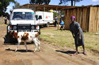 Rot Kreuz Mitarbeiter (Kenya Red Cross) im humanitären Einsatz im Rift Valley, wo noch immer 100'000 Kenianer in Flüchtlingscamps leben 