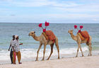 Kenyians are waiting for more tourists - not only for riding a camel at Mombasa Beach. Die Kenyaner in Mombasa warten sehnsüchtig auf die Rückkehr der Touristen