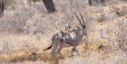 Ein Traum für Wildtier und Wildnis-Liebhaber sowie Hochzeitspaare: Joy's (Joy Adamson) Camp between Shaba & Samburu Nationalparks in Kenya am Ngiro River im Shaba & Samburu Nationalpark. 