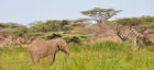 Ein einsamer Elefant streift durch den Shaba Nationalpark im Norden Kenya's