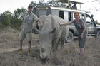 Gewagte Sache: Streicheln eines (zahmen) Rhinozeros im Ol Pejeta Sanctuary Sweetwater, wo die Tiere wieder ausgewildert werden.
Risky love to hug a rhino even it is used to humans. This rhino will be soon released and then not everybody is so friendly like us