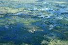 Luftaufnahme des Okavango Deltas, deren Sümpfe seit 46 JAhren nie mehr so stark überflutet wurden