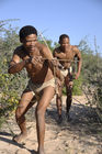 Bushmen are hunting with poisoned pfeilsticks. Die Buschmänner töten das Wild mit vergifteten Pfeilen.