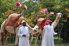 Kamelaufmarsch für VIP's im Diani Reef Resort an der Südküste von Mombasa. Camel-Welcome ceremony at Diani Reef Resort in Mombasa South Coast