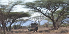 Auf Safari (Ganme Drive) durchthrough Samburu & Shaba Nationalpark in Kenya mit einem 4x4 Landrover auf Pirschfahrt beim Joy's Camp von Joy & George Adamson