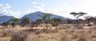 Auf Safari (Ganme Drive) durchthrough Samburu & Shaba Nationalpark in Kenya mit einem 4x4 Landrover auf Pirschfahrt beim Joy's Camp auf den Spuren von Joy & George Adamson